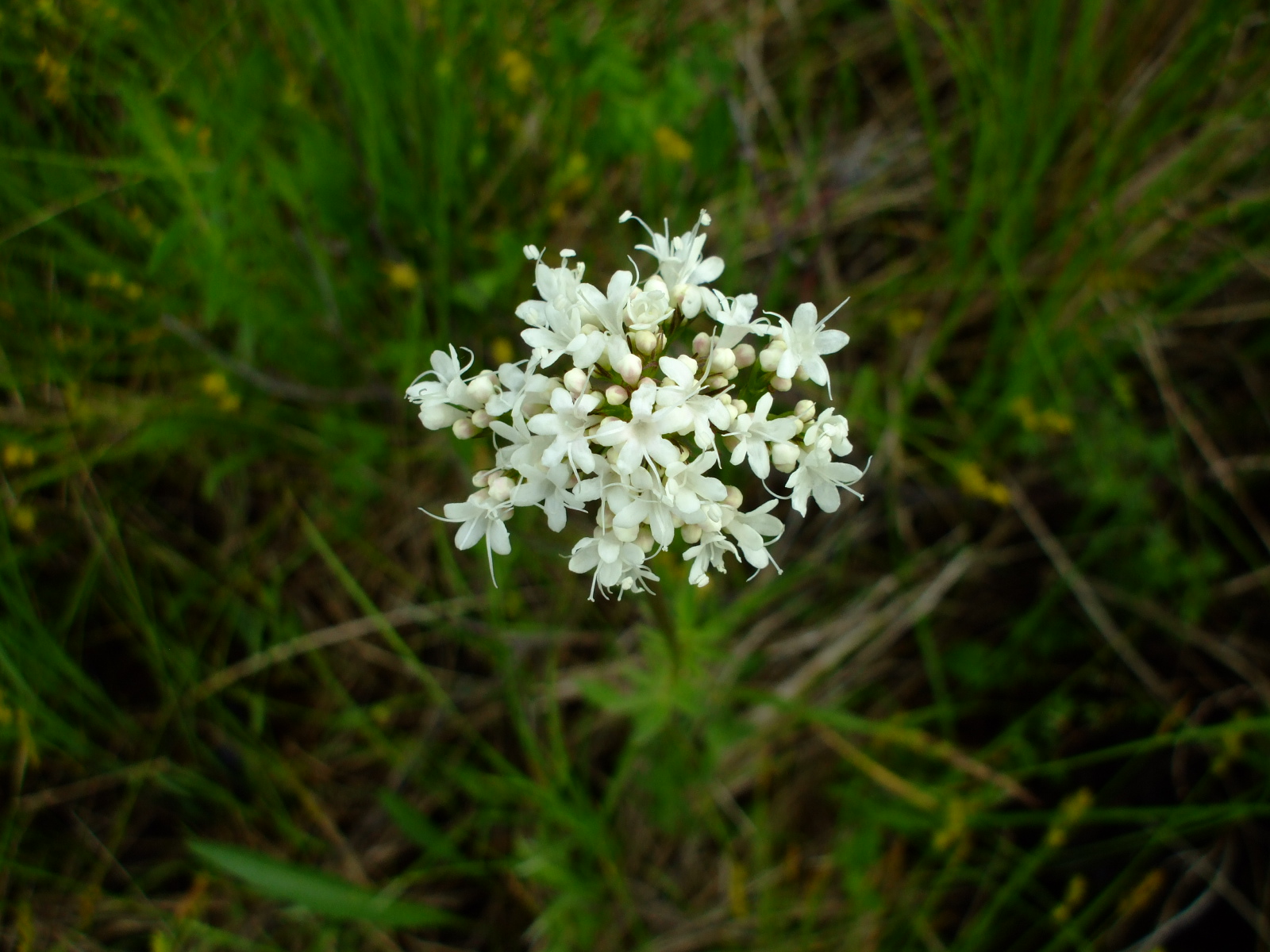 Valeriana uliginosa